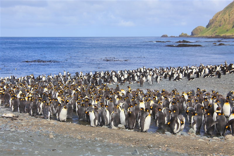 Birds of the New Zealand Sub-antarctic Islands and Macquarie Island, 2018